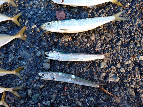 カタクチイワシの釣果