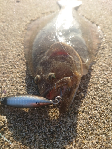 ソゲの釣果