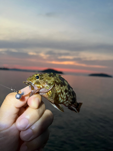 タケノコメバルの釣果