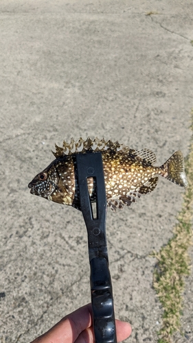 アイゴの釣果