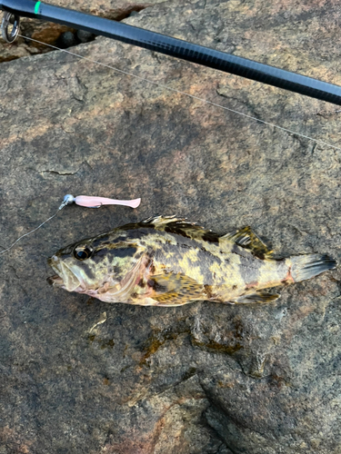 タケノコメバルの釣果