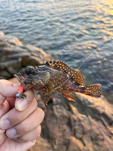 カサゴの釣果