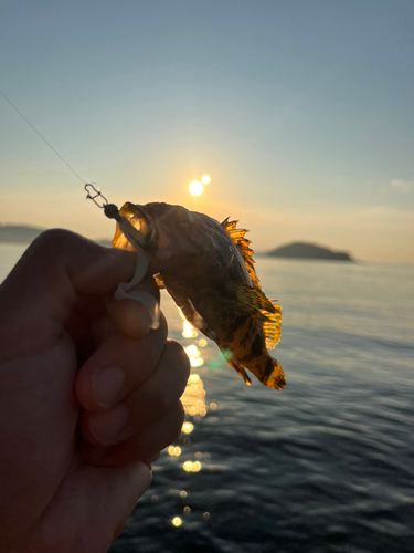 タケノコメバルの釣果