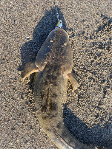 マゴチの釣果