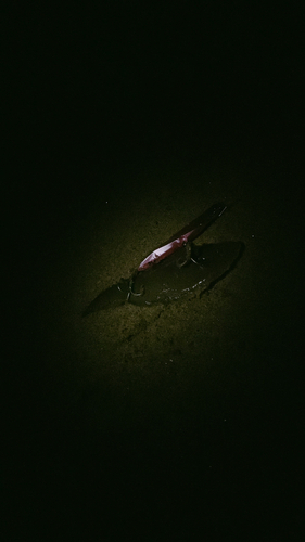 シタビラメの釣果