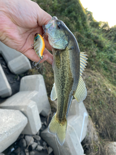 ブラックバスの釣果