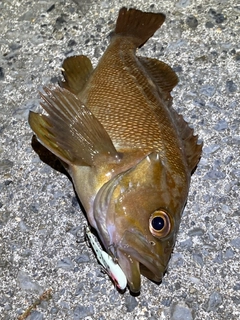 エゾメバルの釣果