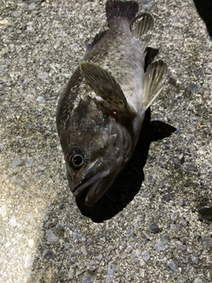 クロソイの釣果