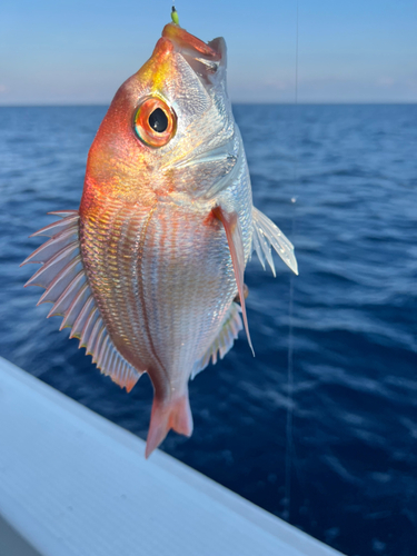 チダイの釣果