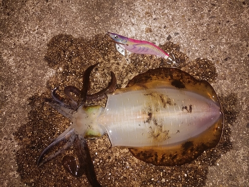 アオリイカの釣果