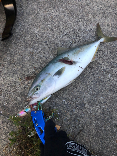 イナダの釣果