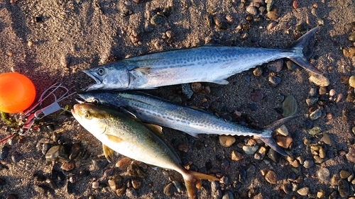 サゴシの釣果