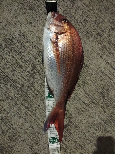 マダイの釣果