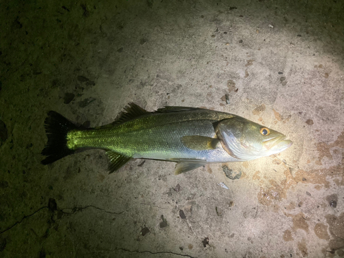 スズキの釣果