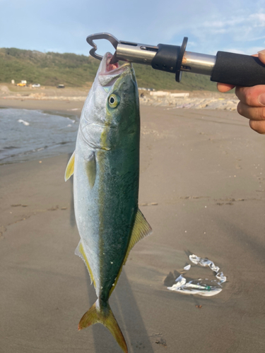 イナダの釣果