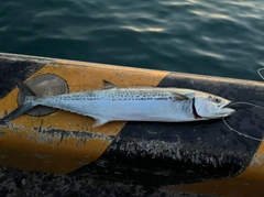 サゴシの釣果