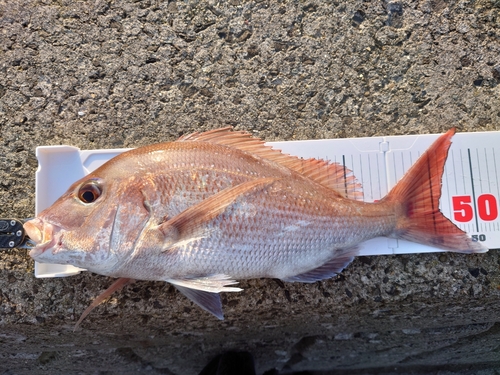 マダイの釣果