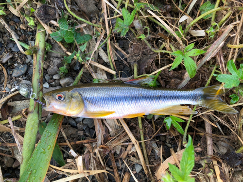 カワムツの釣果