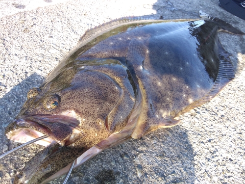 ヒラメの釣果