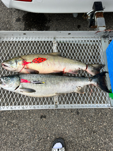 アキアジの釣果