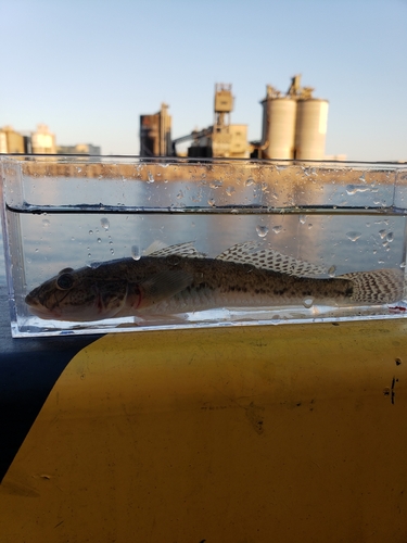 マハゼの釣果