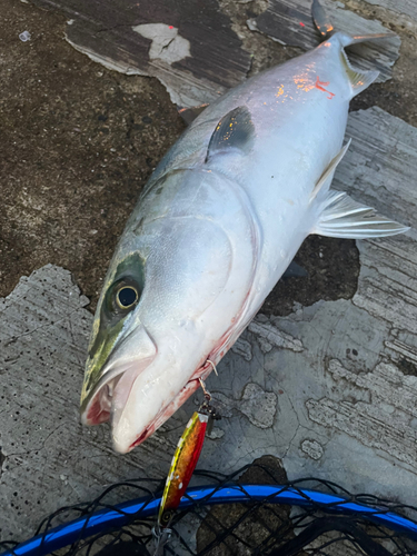 メジロの釣果