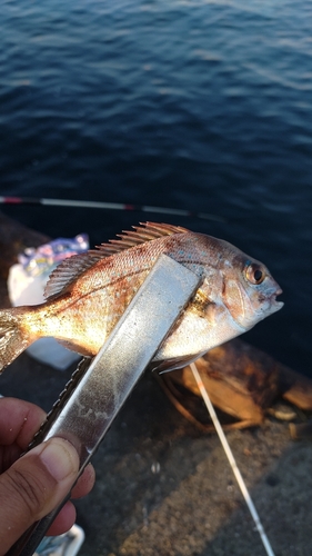 タイの釣果