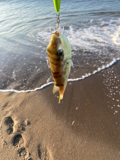 マゴチの釣果