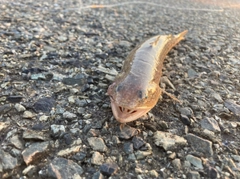 エソの釣果