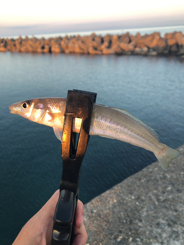 キスの釣果