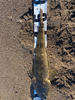 マゴチの釣果