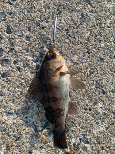 シロメバルの釣果