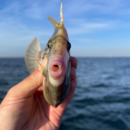 カワハギの釣果