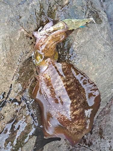 アオリイカの釣果