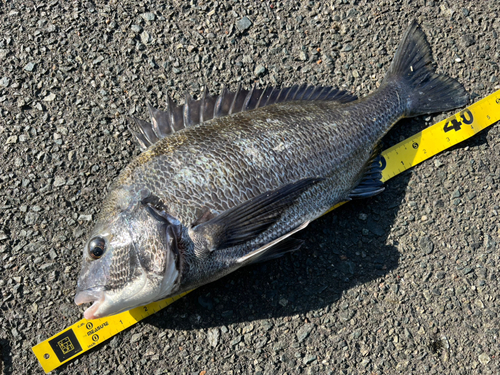 クロダイの釣果