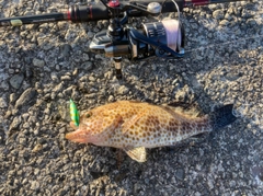 オオモンハタの釣果