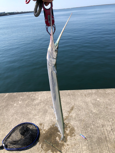 ダツの釣果