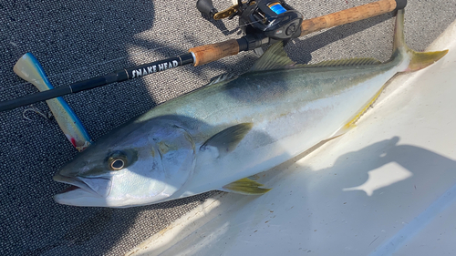 ヒラマサの釣果