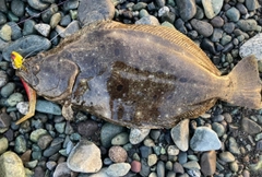 ソゲの釣果