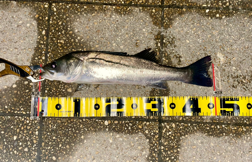 シーバスの釣果