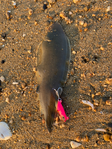 シタビラメの釣果