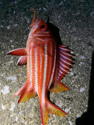 イットウダイの釣果