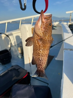 オオモンハタの釣果