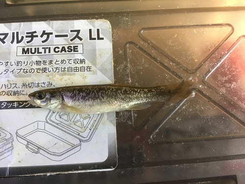 タカハヤの釣果