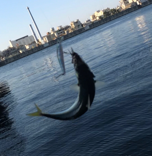 サバの釣果