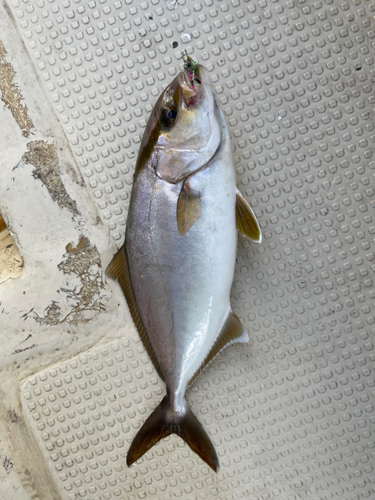 ショゴの釣果