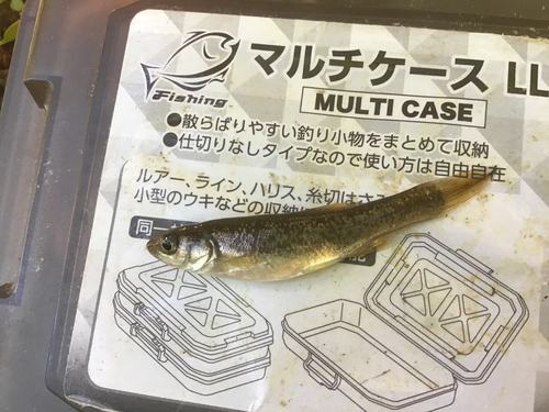 タカハヤの釣果