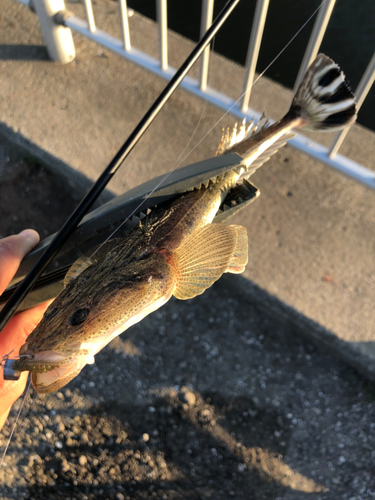 マゴチの釣果