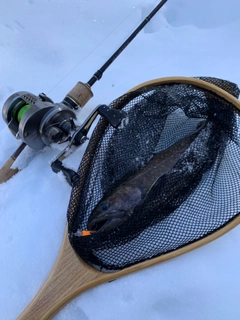 ニッコウイワナの釣果