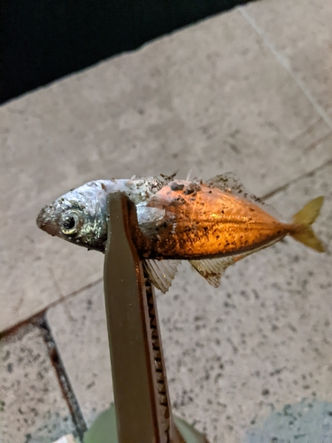 マアジの釣果